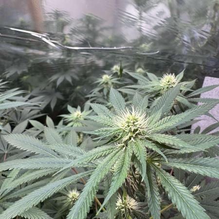 Barney's Farm - Insane OG (indoor)