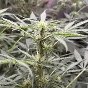 Fastbuds - Orange Sherbet Auto Indoor