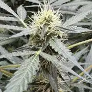 Fastbuds - Orange Sherbet Auto Indoor