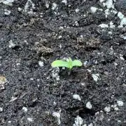 Barney's Farm - Insane OG (indoor)