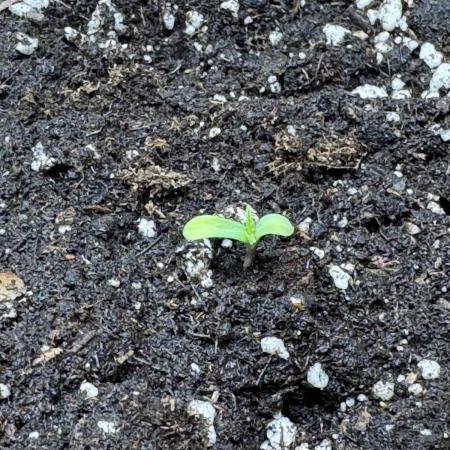 Barney's Farm - Insane OG (indoor)