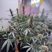 Fastbuds - Orange Sherbet Auto Indoor