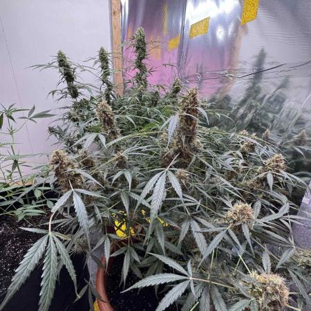 Fastbuds - Orange Sherbet Auto Indoor