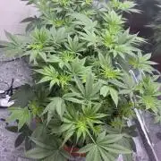 Barney's Farm - Insane OG (indoor)