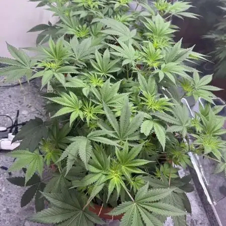 Barney's Farm - Insane OG (indoor)