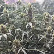 Fastbuds - Orange Sherbet Auto Indoor