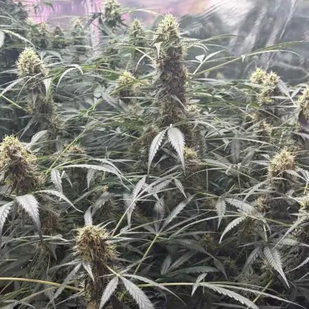 Fastbuds - Orange Sherbet Auto Indoor