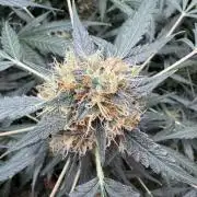 Fastbuds - Orange Sherbet Auto Indoor