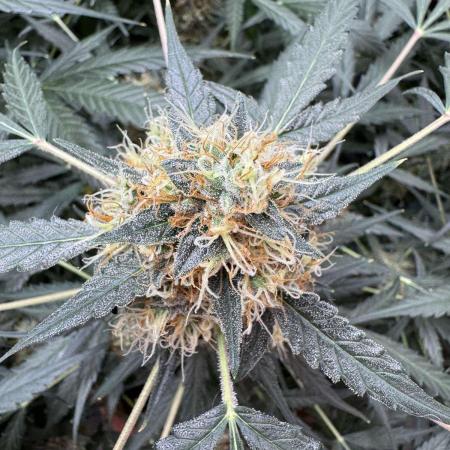 Fastbuds - Orange Sherbet Auto Indoor
