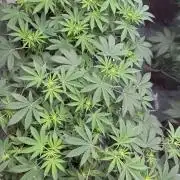 Barney's Farm - Insane OG (indoor)