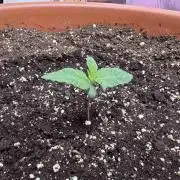 Barney's Farm - Insane OG (indoor)