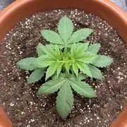 Barney's Farm - Insane OG (indoor)