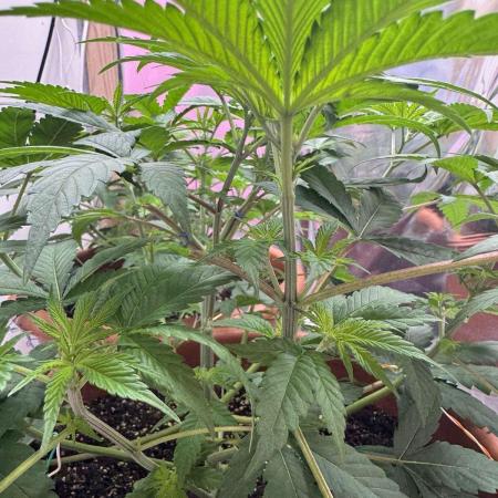 Barney's Farm - Insane OG (indoor)