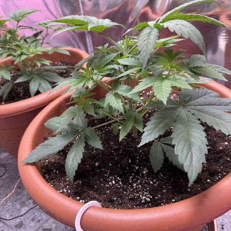 Barney's Farm - Insane OG (indoor)