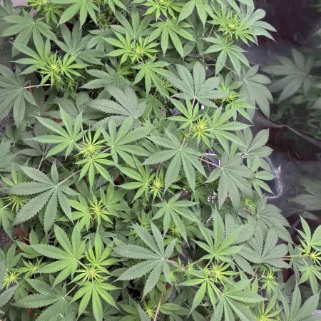 Barney's Farm - Insane OG (indoor)