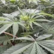 Barney's Farm - Insane OG (indoor)