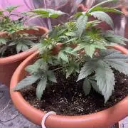 Barney's Farm - Insane OG (indoor)