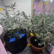 Fastbuds - Orange Sherbet Auto Indoor