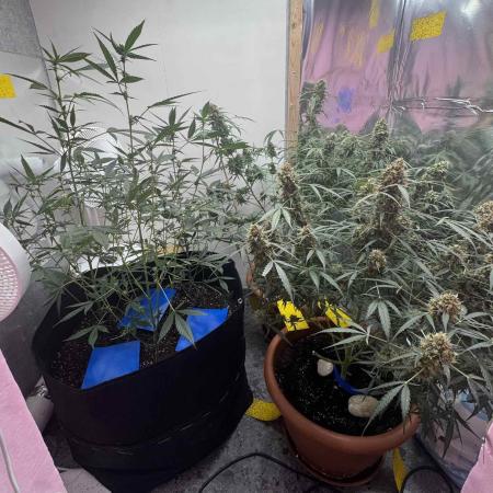 Fastbuds - Orange Sherbet Auto Indoor