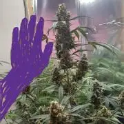 Sensi-FatBeans Pineapple Automatic