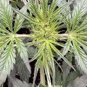 Fastbuds - Orange Sherbet Auto Indoor