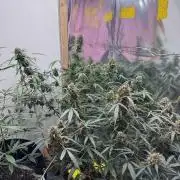 Fastbuds - Orange Sherbet Auto Indoor