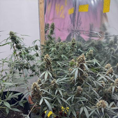 Fastbuds - Orange Sherbet Auto Indoor