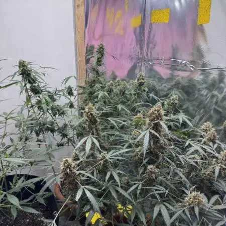 Fastbuds - Orange Sherbet Auto Indoor