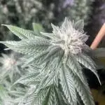 Mother-in-law TigerFish organics