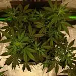 Sour Jealousy Fast Buds