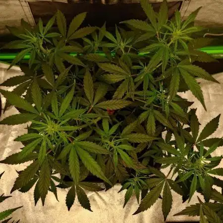 Sour Jealousy Fast Buds