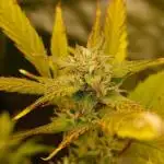 Sour Jealousy Fast Buds