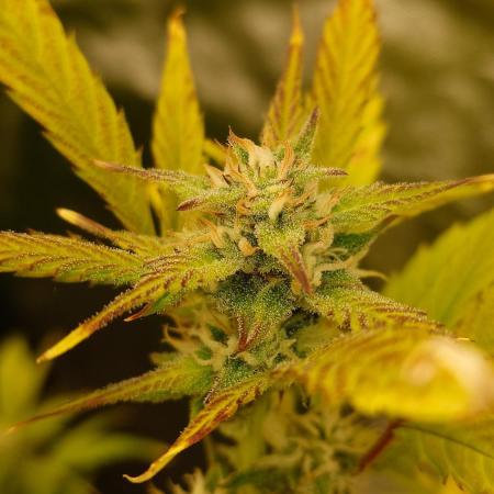 Sour Jealousy Fast Buds