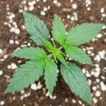 Sour Jealousy Fast Buds