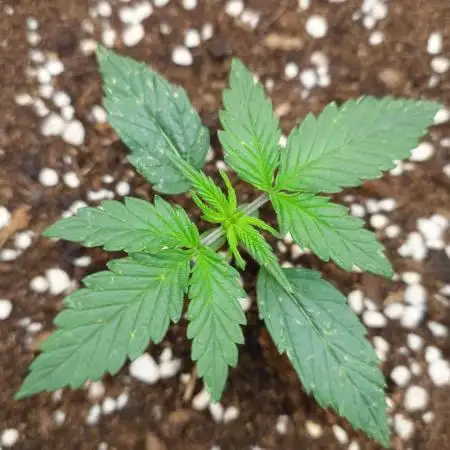 Sour Jealousy Fast Buds