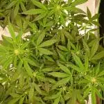 Sour Jealousy Fast Buds