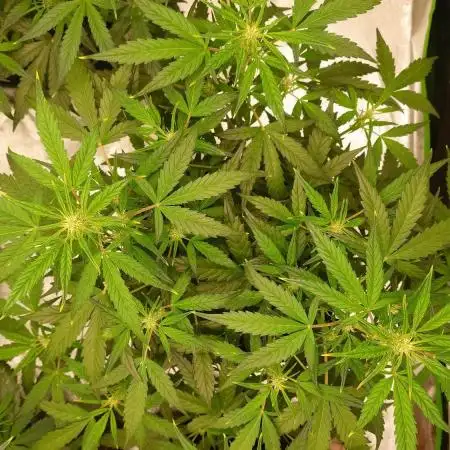 Sour Jealousy Fast Buds