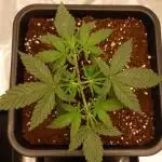 Sour Jealousy Fast Buds