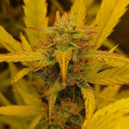 Sour Jealousy Fast Buds