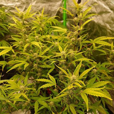 Sour Jealousy Fast Buds