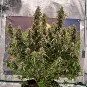 Jack Herer Super Strains