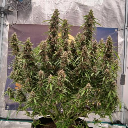 Jack Herer Super Strains