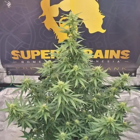 Dosidos auto