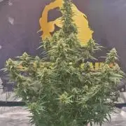 Dosidos auto