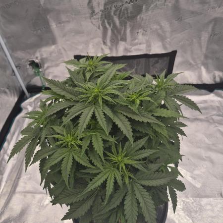 Kera Seeds – Dwarf Autoflower