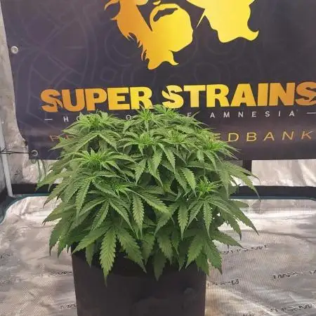 Jack Herer Super Strains