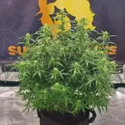 Jack Herer Super Strains