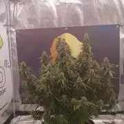 Jack Herer Super Strains