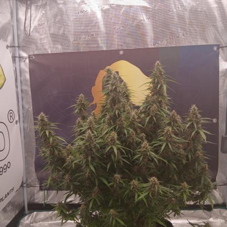 Jack Herer Super Strains