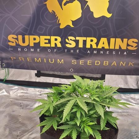 Jack Herer Super Strains